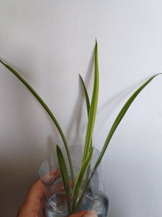 Хлорофи́тум цветок