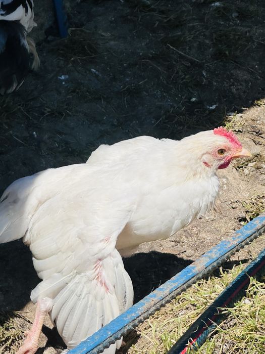 URGENT OFERTA 15 Pui de gaini americane pitice