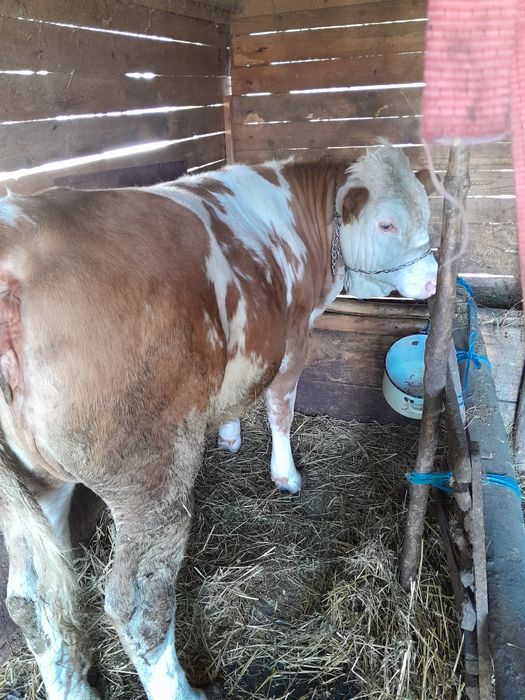 Vacă gestantă  și juninca