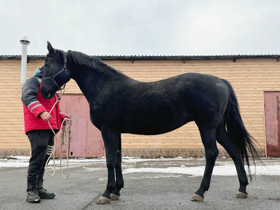 Продаётся лошадь