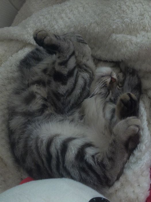 Кошка Скоттиш-страйт/шотландская