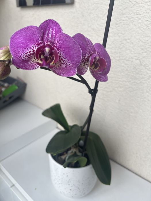 Орхидея цветущая.