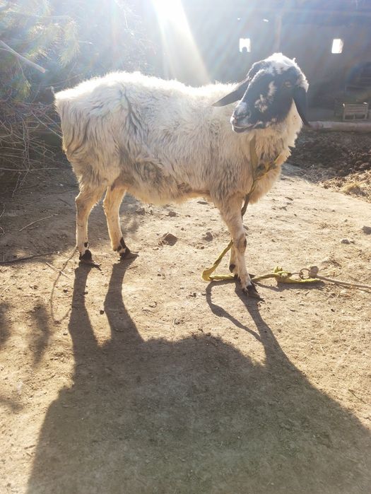 Ona bala qóy sotiladi