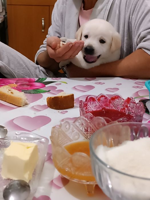 щенки Лабрадор ретривер