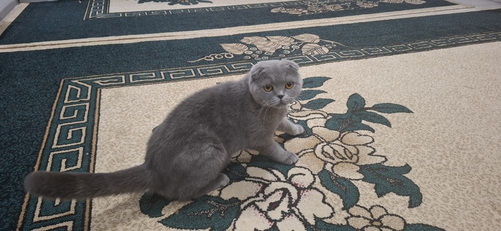 Продам кошку вислоухи
