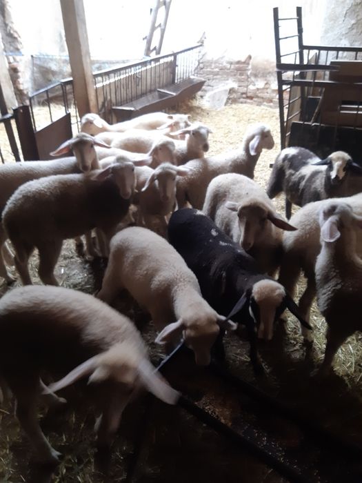 Агнета за Гергювден