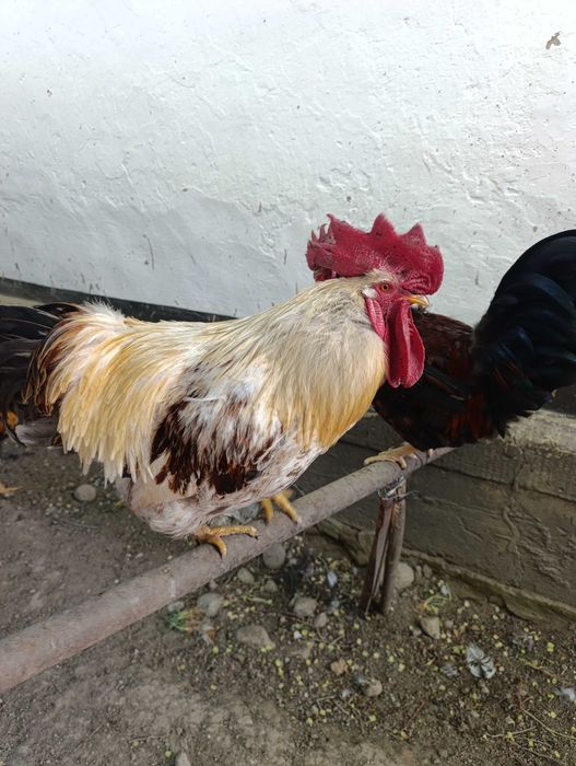 Продаются домашние петухи