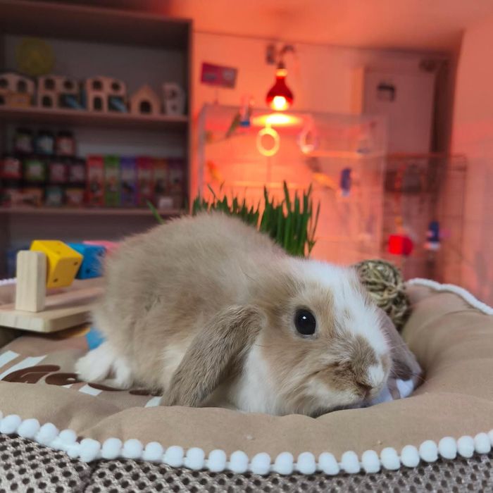 Декоративный кролик