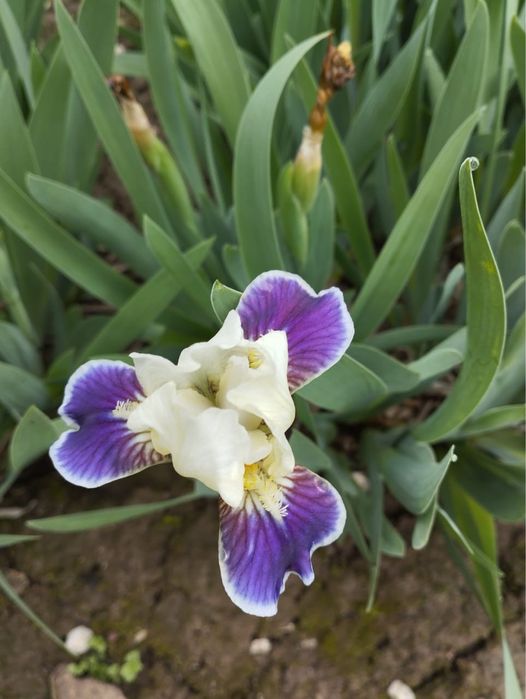 Карликовые ирисы