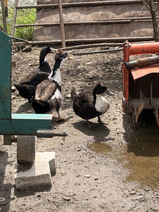 Vând familie de rațe