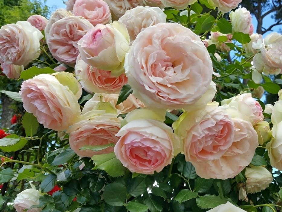 Trandafir Catarator piramidal  Il nome della Rosa ( ghiveci Toscana