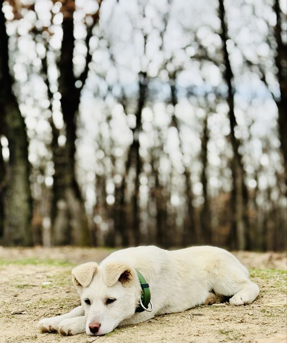 Cătelusa spre adoptie