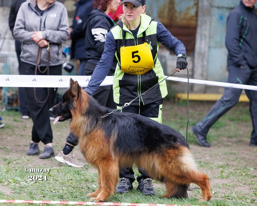 Длинношерстный немец на вязку