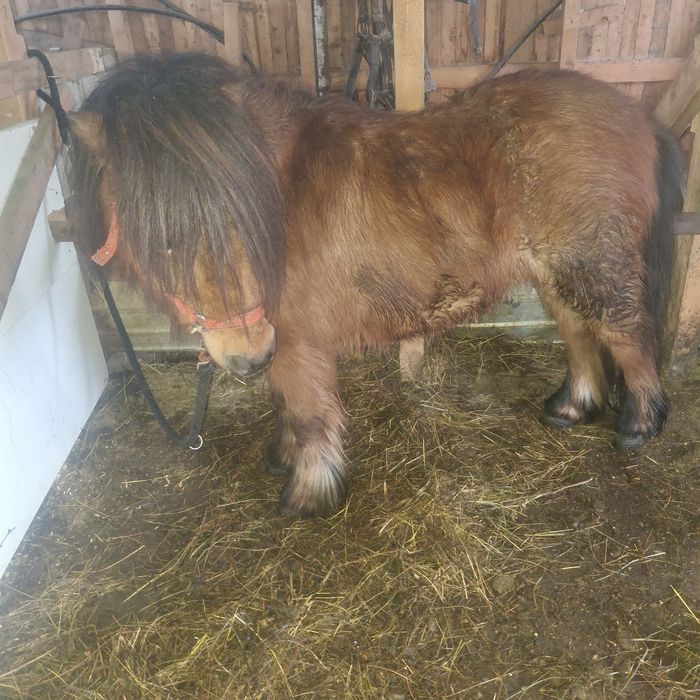 Vând ponei 5 ani,învățat cu copii