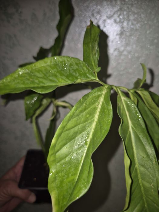 Домашние растения