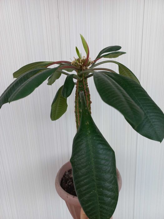 Цветы комнатные или обмен