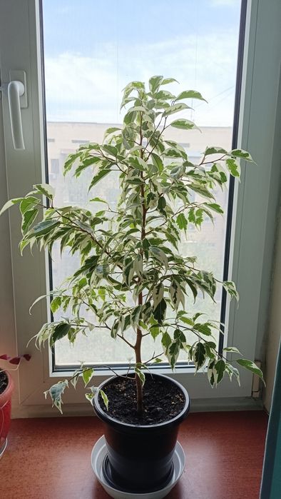 Пестролистный фикус цветы