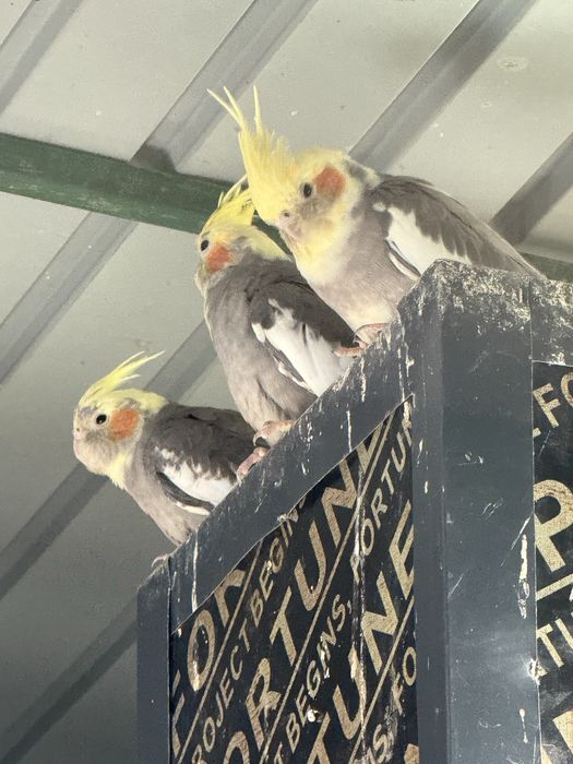 Papagali nimfa pui si adulti nimfe