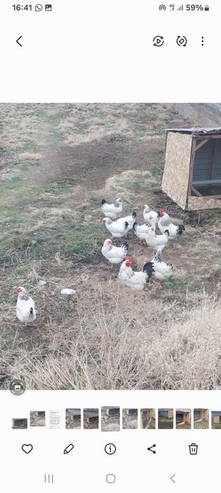 Тауық сатылады, Адлер