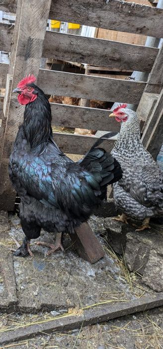 De vânzare   cocosi și rățoi