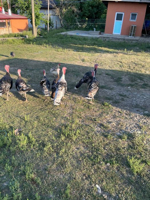 Curcani de tara de anul asta