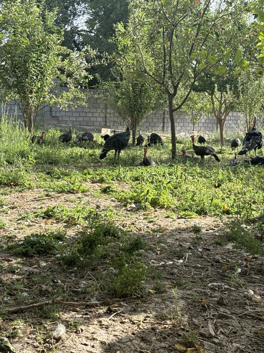 Aprel mart aida awkan 10000tg