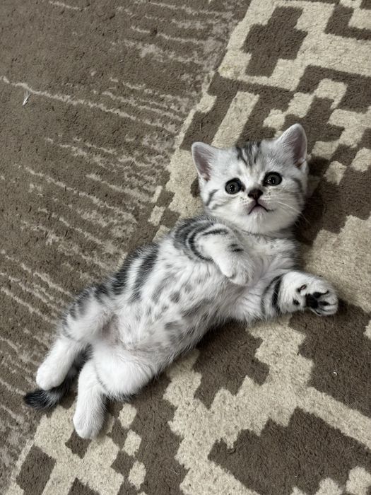 Продам котят, британцы