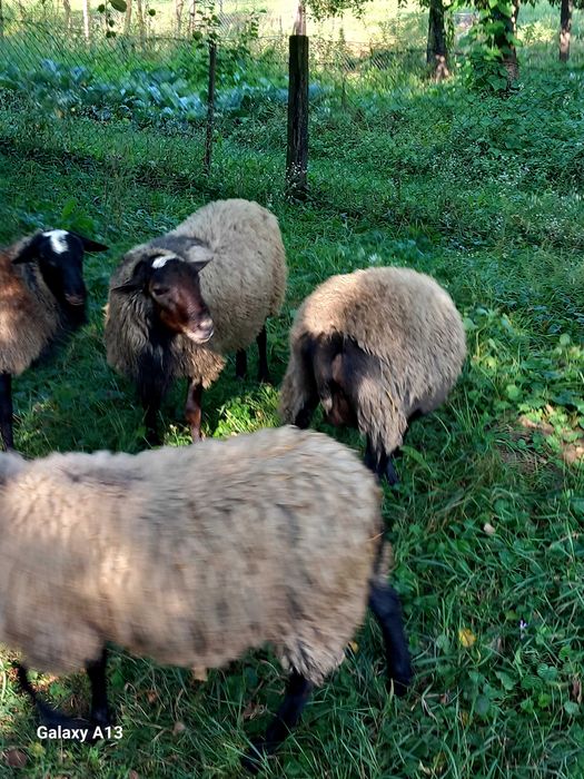 Vînd Berbec Romanov