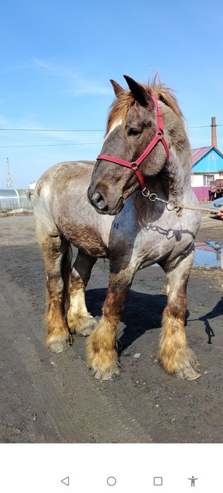 Советский Тяж жеребец