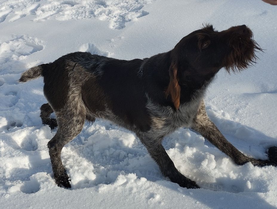 Дратхаар на вязку