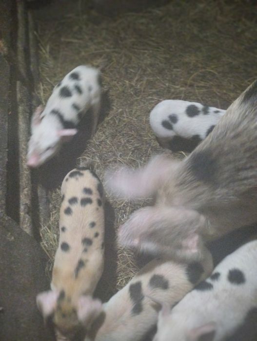 Продам поросят .