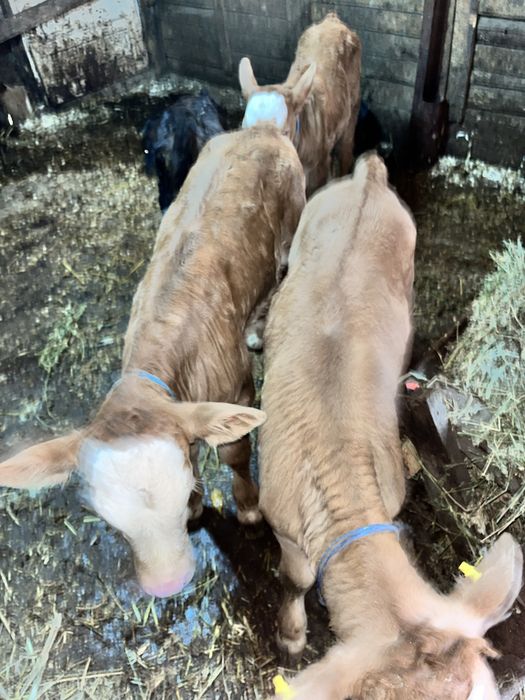 Vand 4 Vitei De Rasa