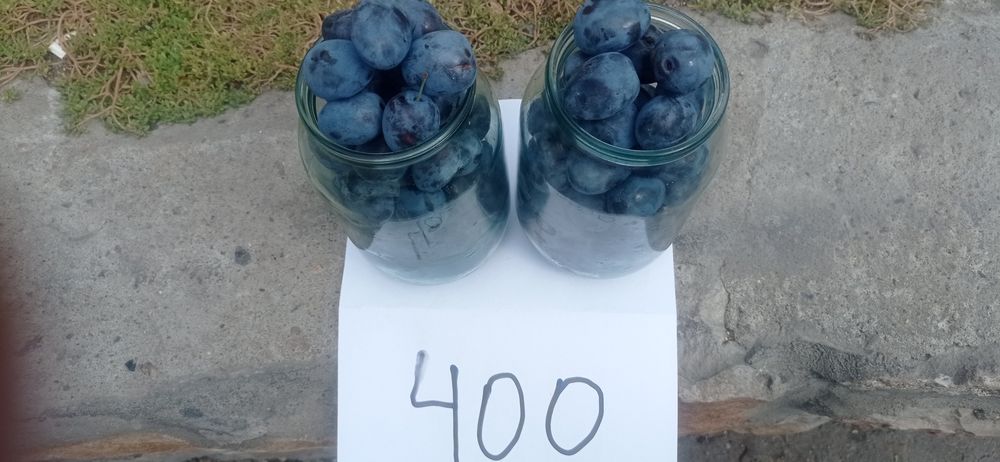 Продам чернослив дачный .
