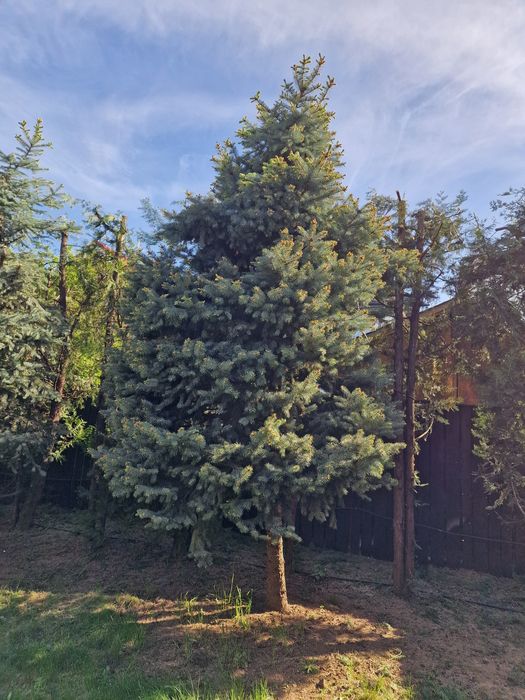 Brazi argintii, inaltime 5m