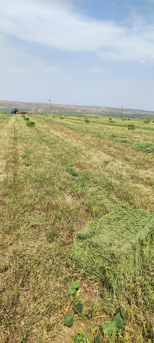 Шөп бар. жоңышқа. Клеверь.