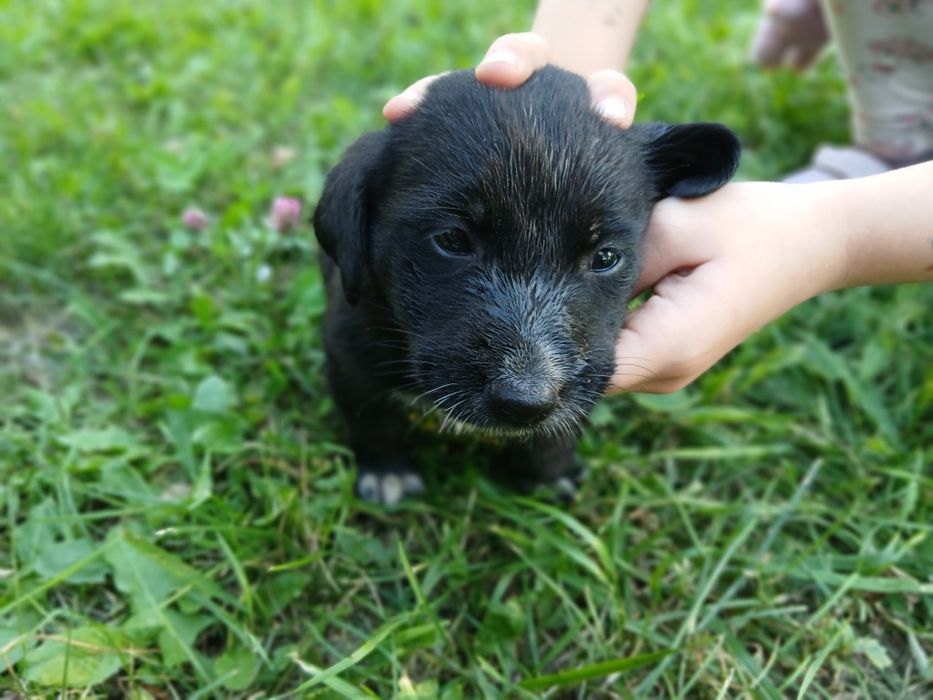 Отдам щенят бесплатно!