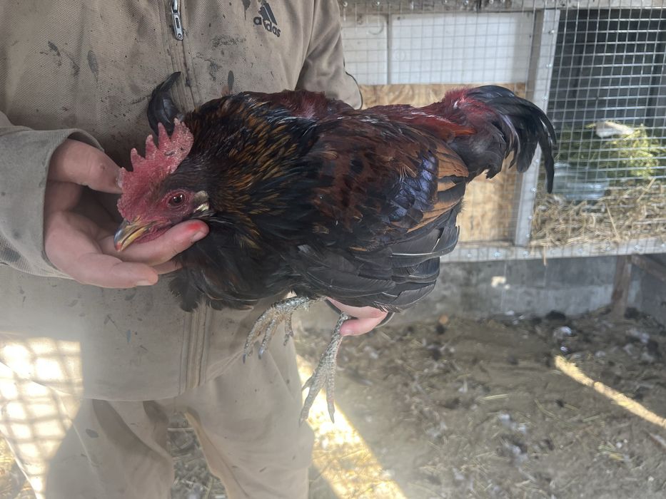 Әтештер сатамын! Продам петухов!