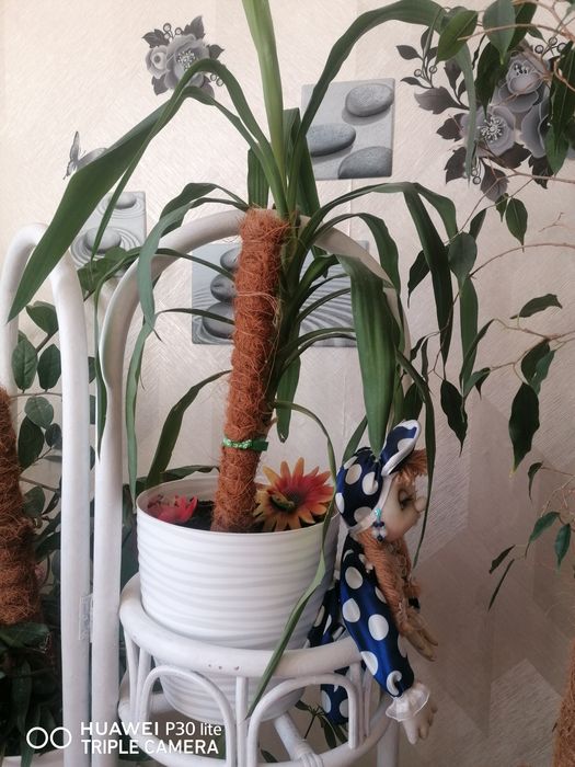 Комнатные цветы продаются