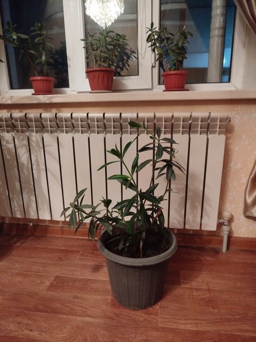 Фикусы, олеандры , денежный