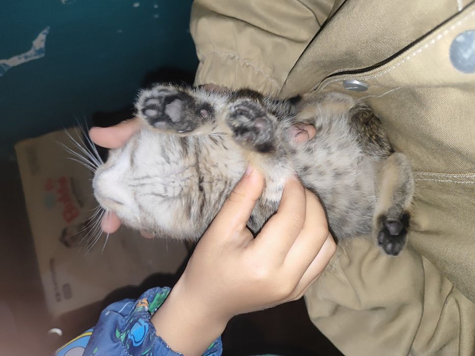 Кот привитый не болеет