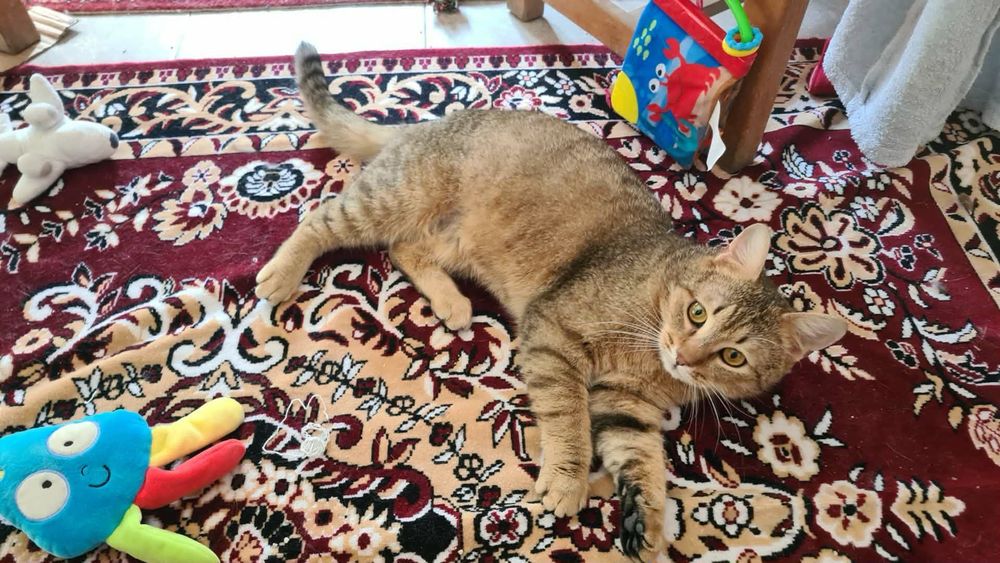 Motanul LEO spre adoptie