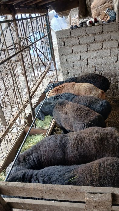 Qochqorlar sotiladi soni 6ta