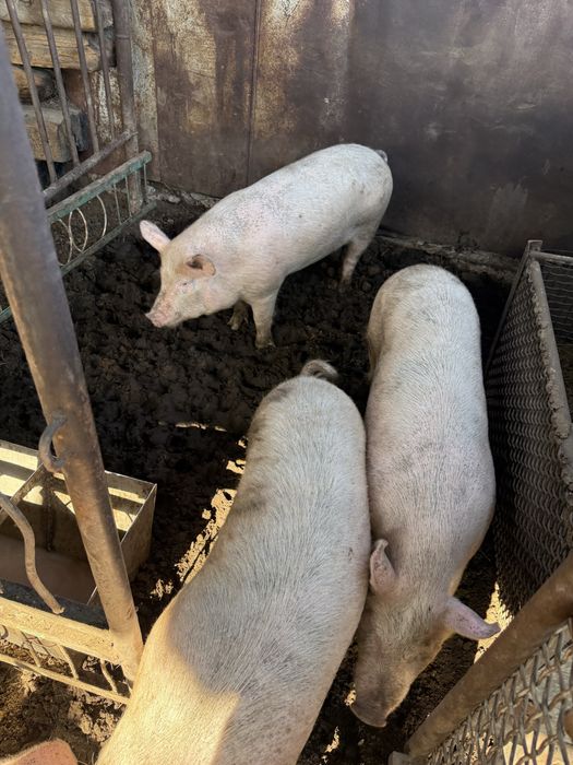 Продам свиней 7 месяцев