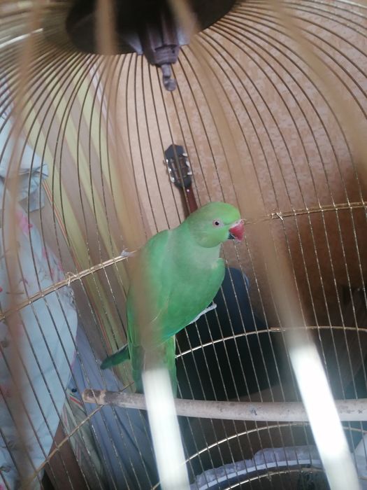 Попугай ожереловый