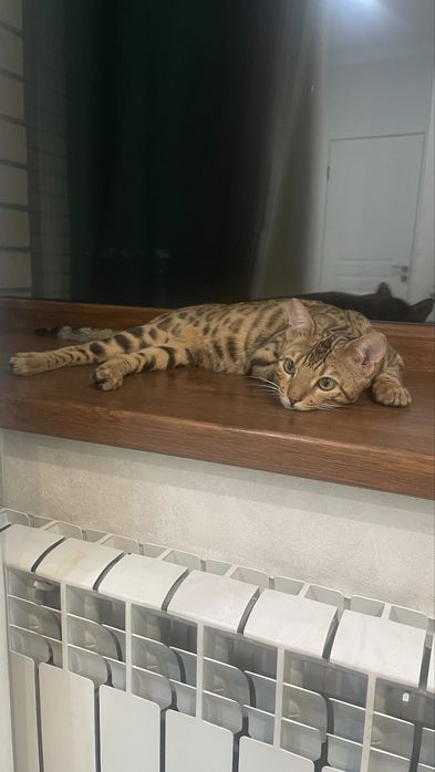 Отдам кота бенгала