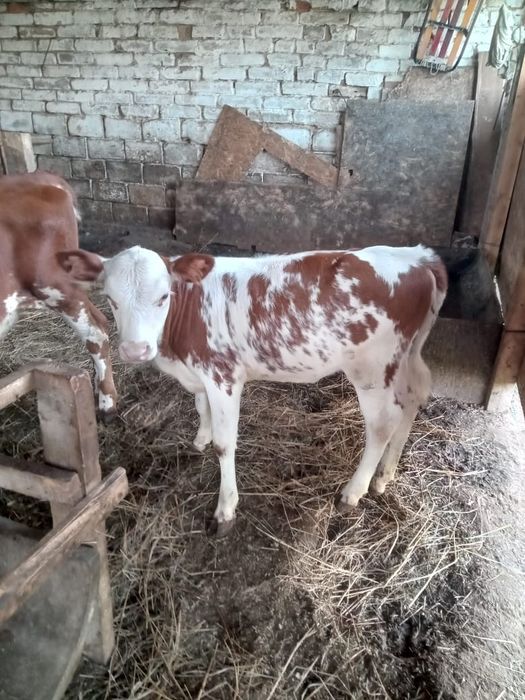 Продам телят один мальчик две девочки. .