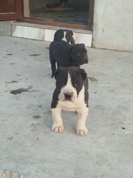 Gibrit alabaylar sotiladi