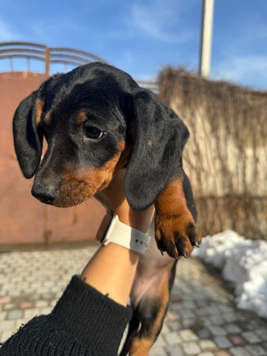 Продаются щенки таксы