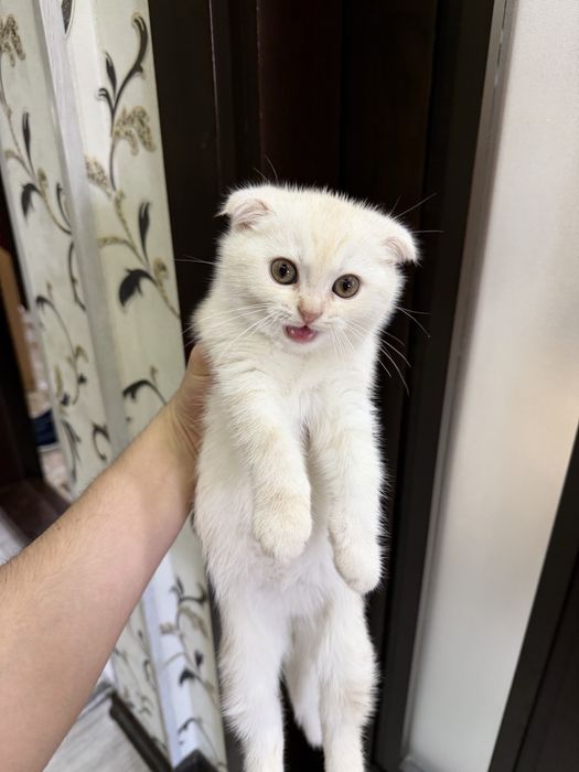 British shorthair