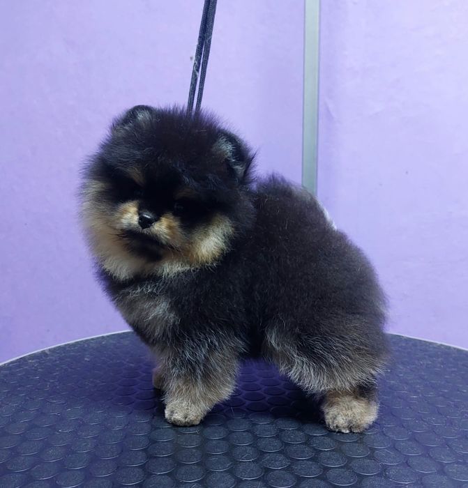 Немецкий шпиц померанский